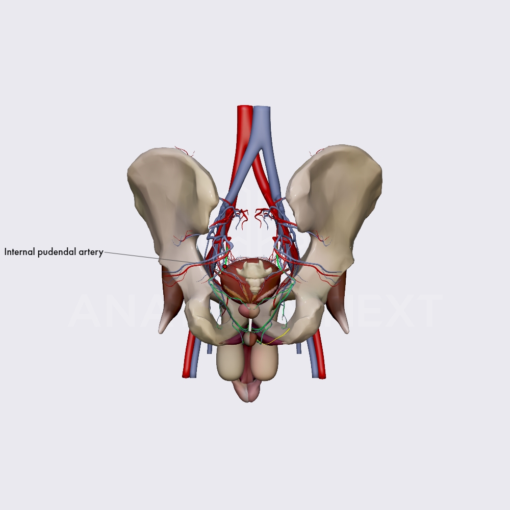 Internal pudendal artery